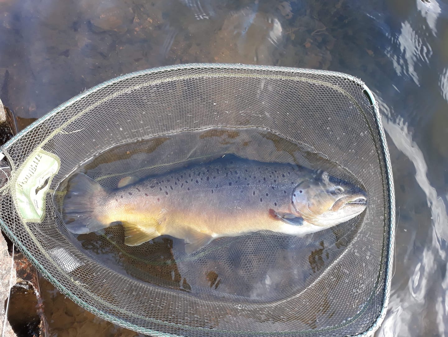 big_brownie